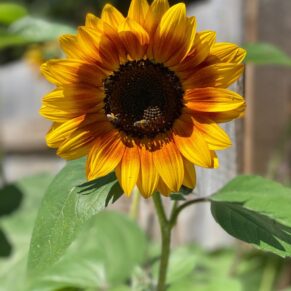 Image of sunflower.