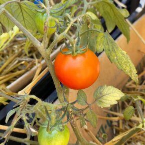 Image of tomato plant with a single red tomato on it.