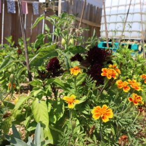 Image in the food pantry garden, a tomato plant is surrounded by marigolds.